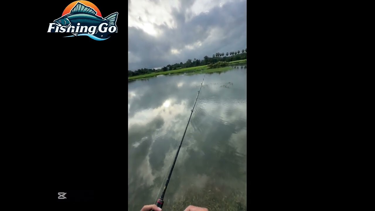 Very strong Snakehead Attack 🤯