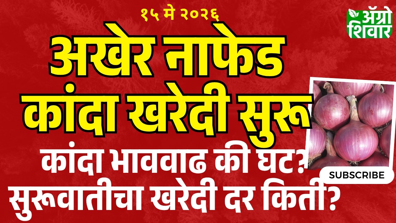 kanda bajar bhav | अखेर नाफेड कांदा खरेदी सुरू; कांदा बाजार भाव वाढणार का? | Nafed onion