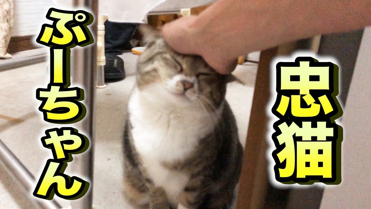 【忠猫】どこへ行っても待っててくれるぷーちゃんが可愛い