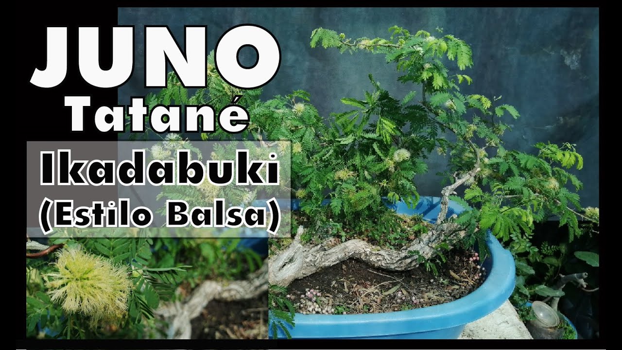TATANÉ o JUNO  - IKADABUKI -  Formación de Bonsái  Ikadabuki (Estilo Balsa)