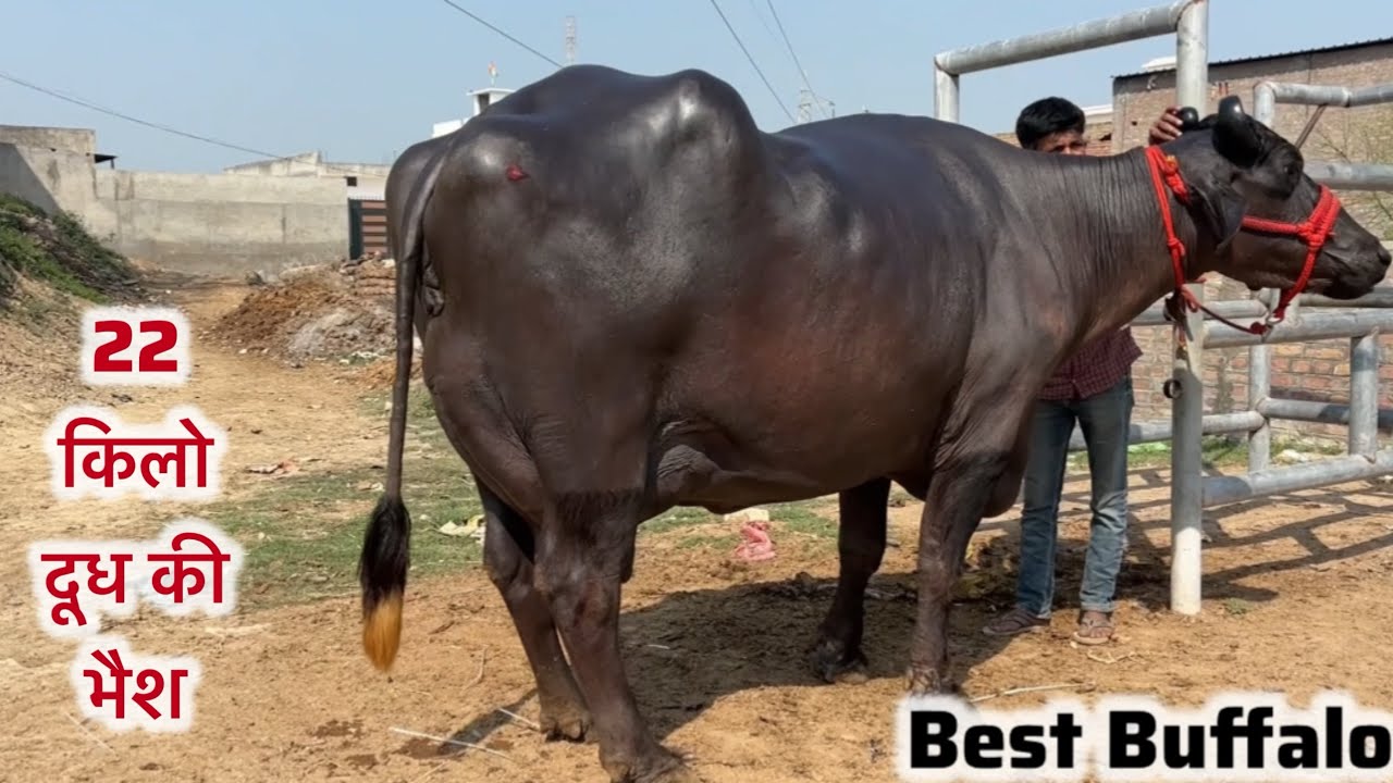 22 किलो दूध की मुराह भैंस तीसरे बयातं की शानदार best quality Buffalo गांव धमतान साहिब 