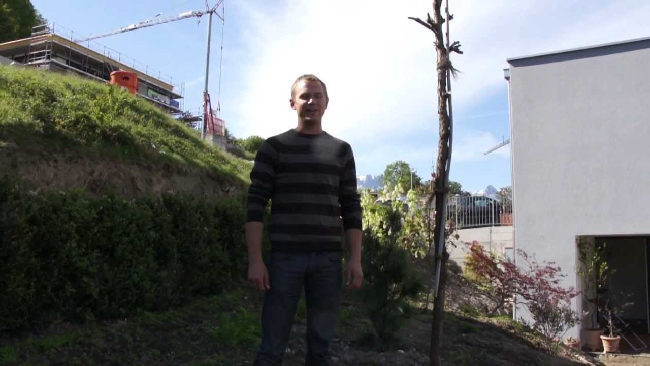 Falscher Christusdorn - Gleditsia triacanthos (und wie man einen &auml;lteren Baum verpflanzt)