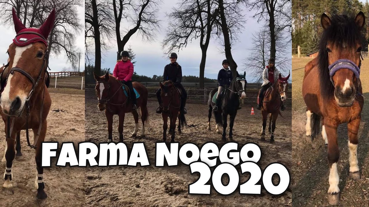 Farma Noego 2020