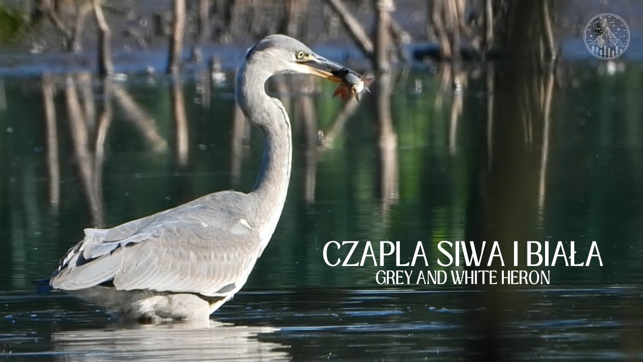 Czapla siwa i biała - żerowanie na wysychającym jeziorze | Grey and white heron