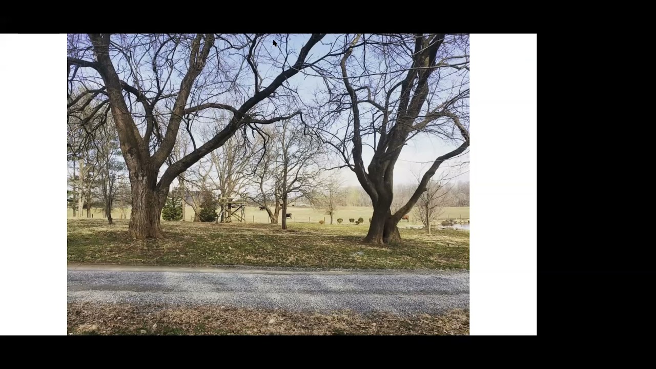Mulberries with Eliza Greenman (2021 Tree Fodder Seminar)