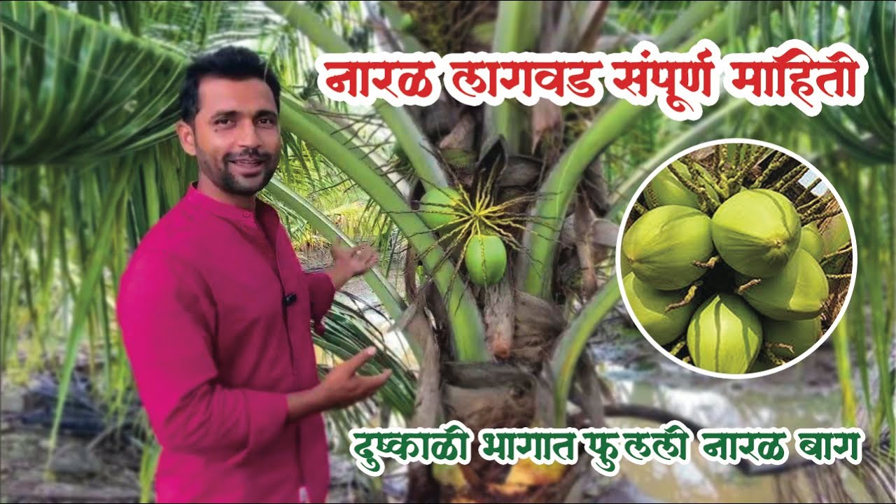 नारळ शेती | Naral Sheti | Coconut Farming | नारळ लागवड संपूर्ण माहिती  