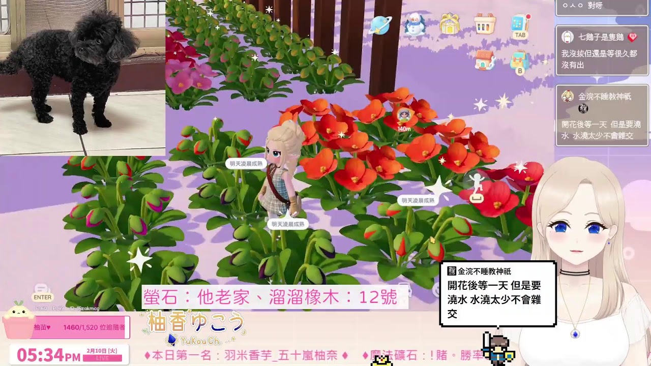 【柚香】粉紅泡泡與輕鬆日常 #心動小鎮  | #柚柚TV | #0210
