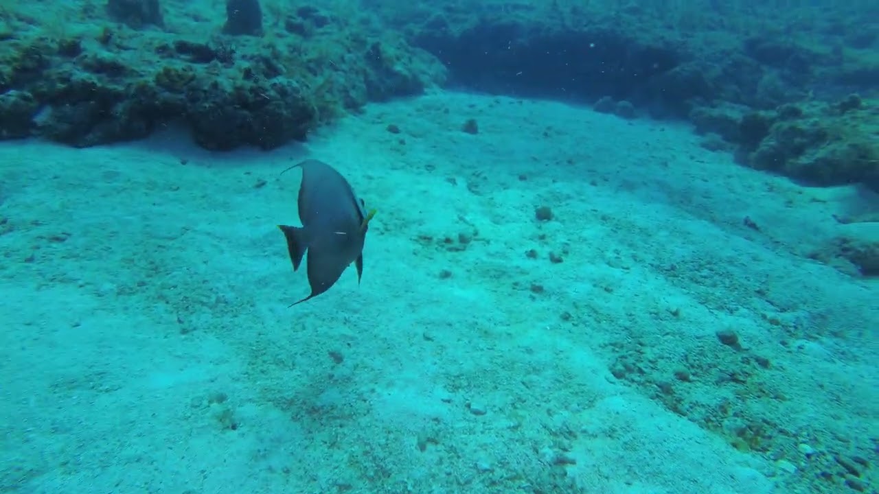 Dive 5  - Islamorada '21 - Turtle Reef
