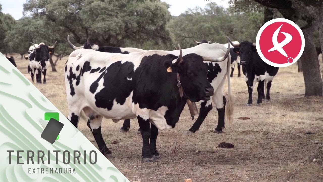 Una vida protegiendo a la berrenda en negro | Territorio Extremadura