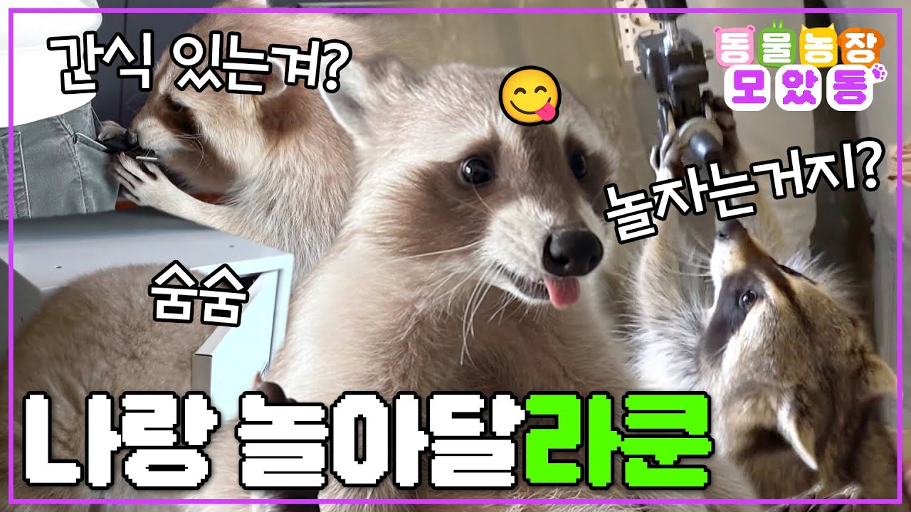 [#모았동물농장] 안아줘요~ 귀욤인가 악동인가 알 수 없는 라쿤😋 #TV동물농장 #AnimalFarm #SBSstory