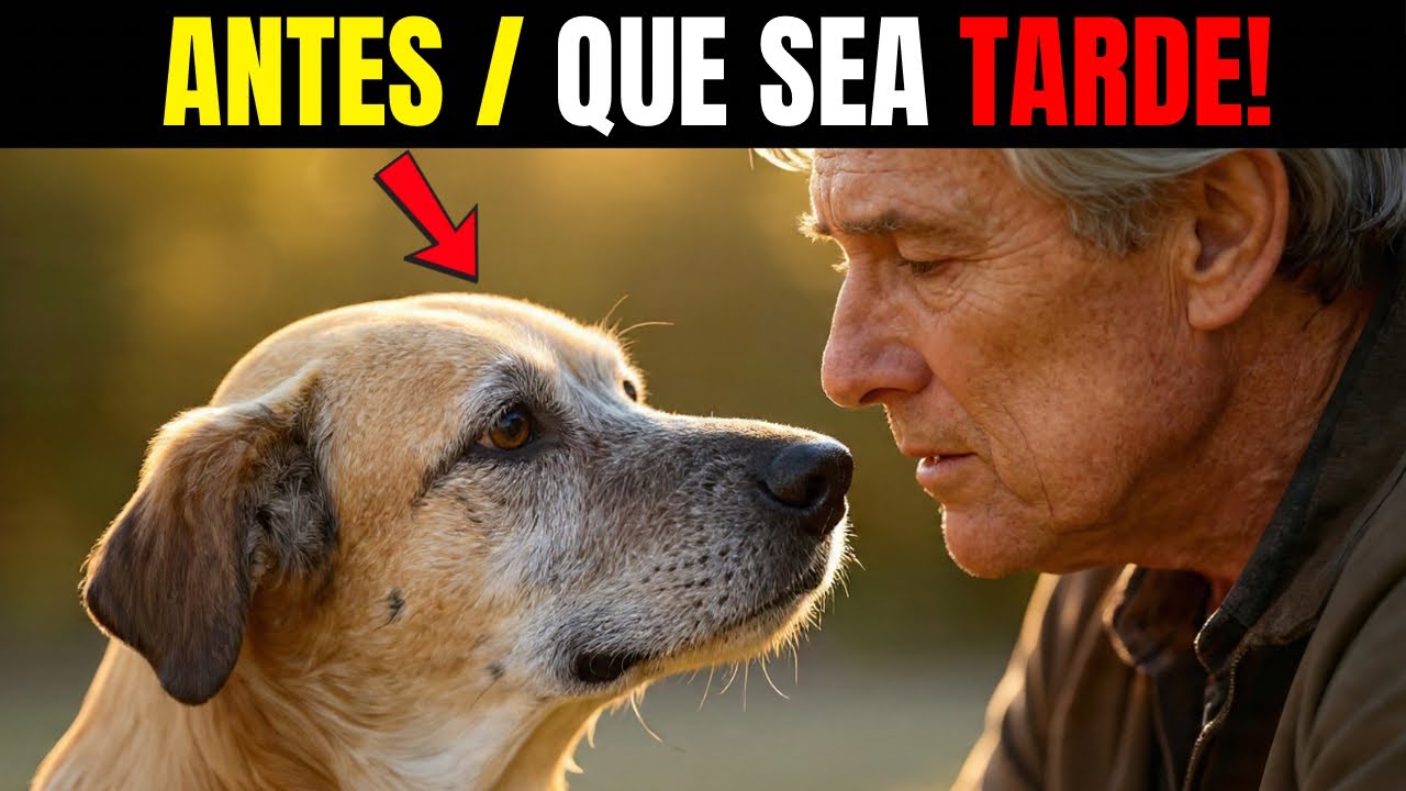 Haz ESTO por tu Perro Antes de que Sea Tarde: 15 Cosas que Nunca Olvida