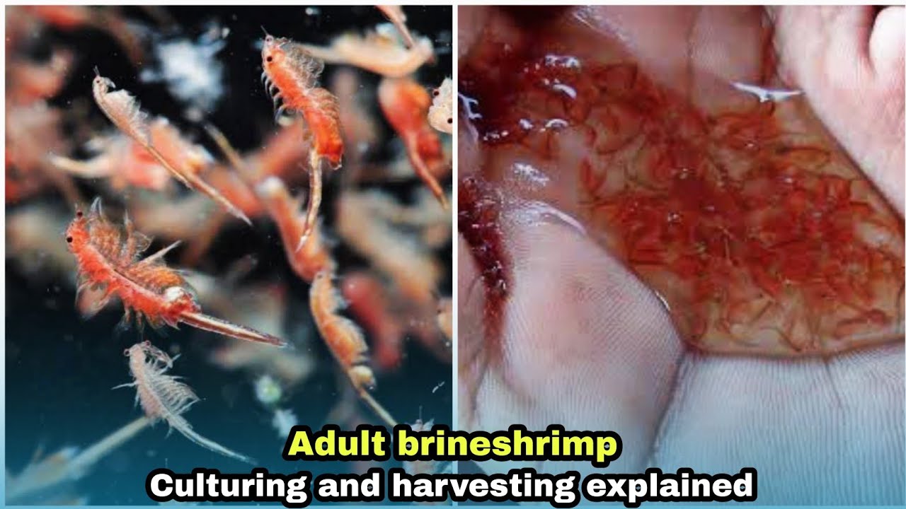 how to cultivate brine shrimp at home | தமிழ்