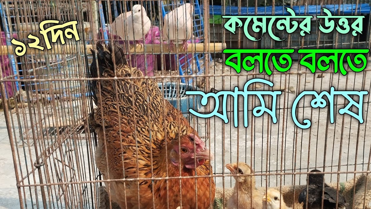 আল্লাহর রহমতে সব সুস্থ | কমেন্টের উত্তর বলতে বলতে আমি শেষ..! 🤣 #মুরগির_বাচ্চা #দেশিমুরগি  #মুরগিপালন