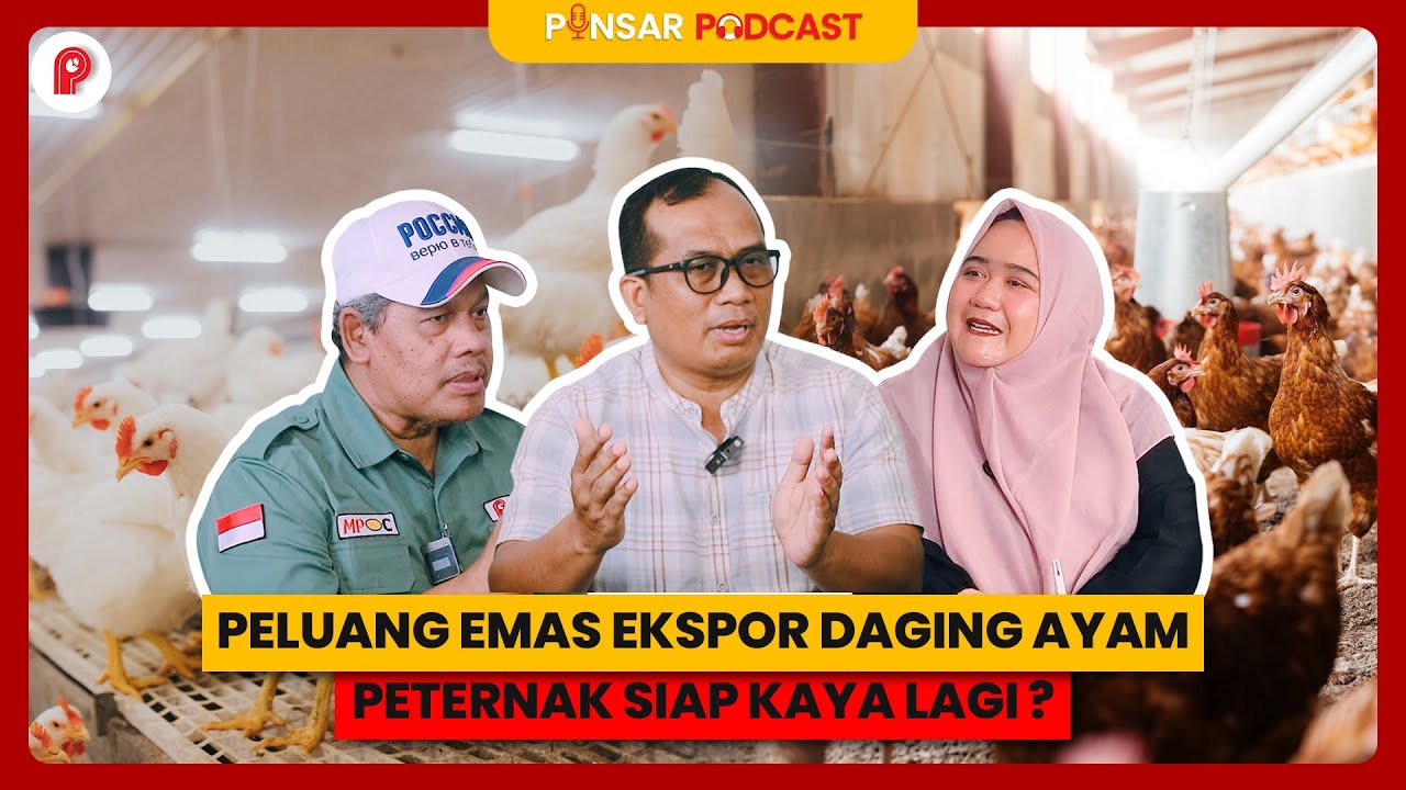 PREDIKSI PETERNAKAN AYAM BROILER : MENJELANG AKHIR TAHUN 2025 (RAHASIA STRATEGI UNTUNG)