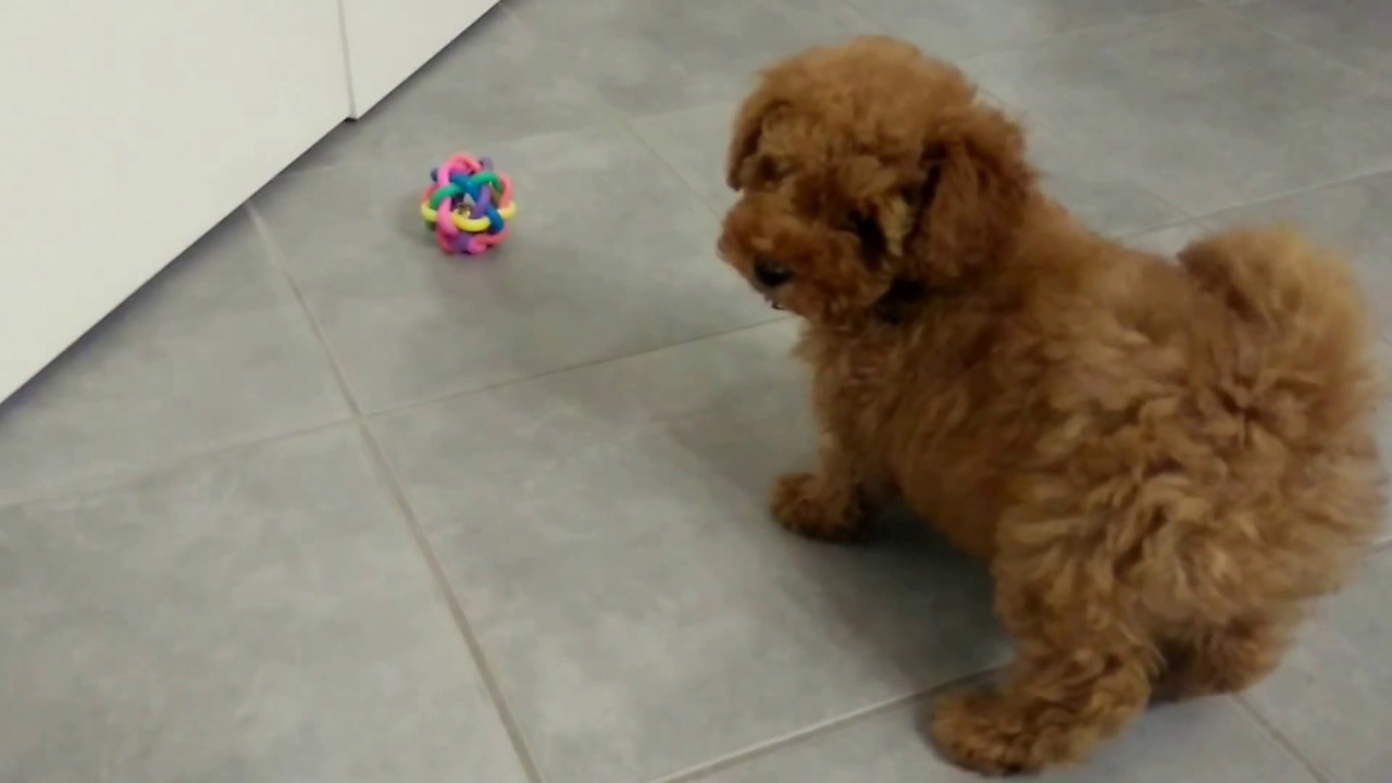 Barboncino toy gioca e litiga con una pallina