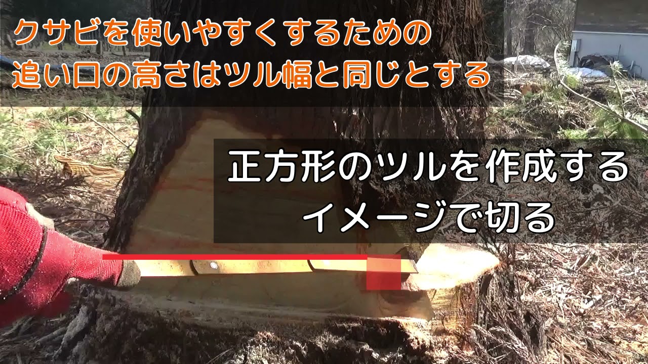 立木の伐倒 追い口をいれて伐り倒す