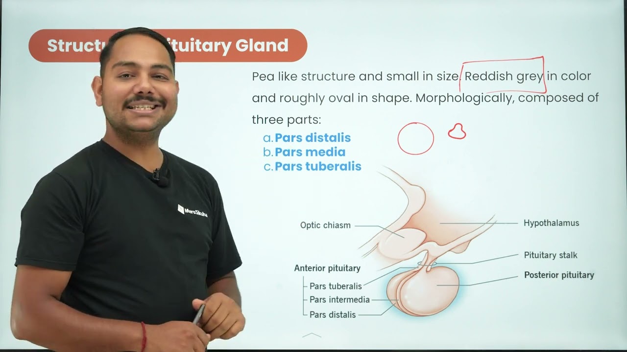 NEB 12 Biology |  Pituitary Gland | MeroSiksha