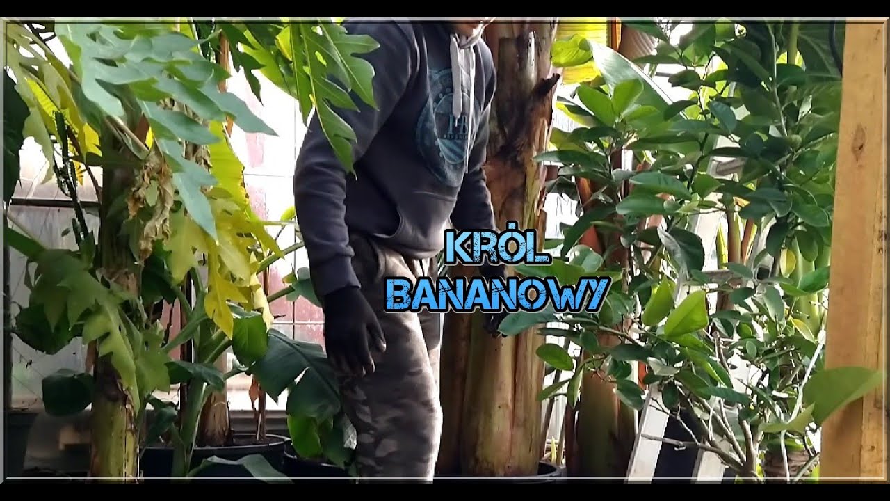Odc-1201Cz nr5. Maurelii już posadzony. Zimowanie bananowców, poradnik, porady ZA DARMO free :)