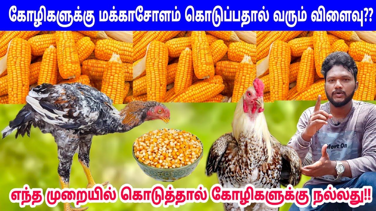 மக்காச்சோளம் உங்க கோழிகளுக்கு தருவீர்களா?? அப்போ இத கட்டாயம் தெரிஞ்சுகோங்க-எந்தமுறையில் கொடுக்கலாம்?
