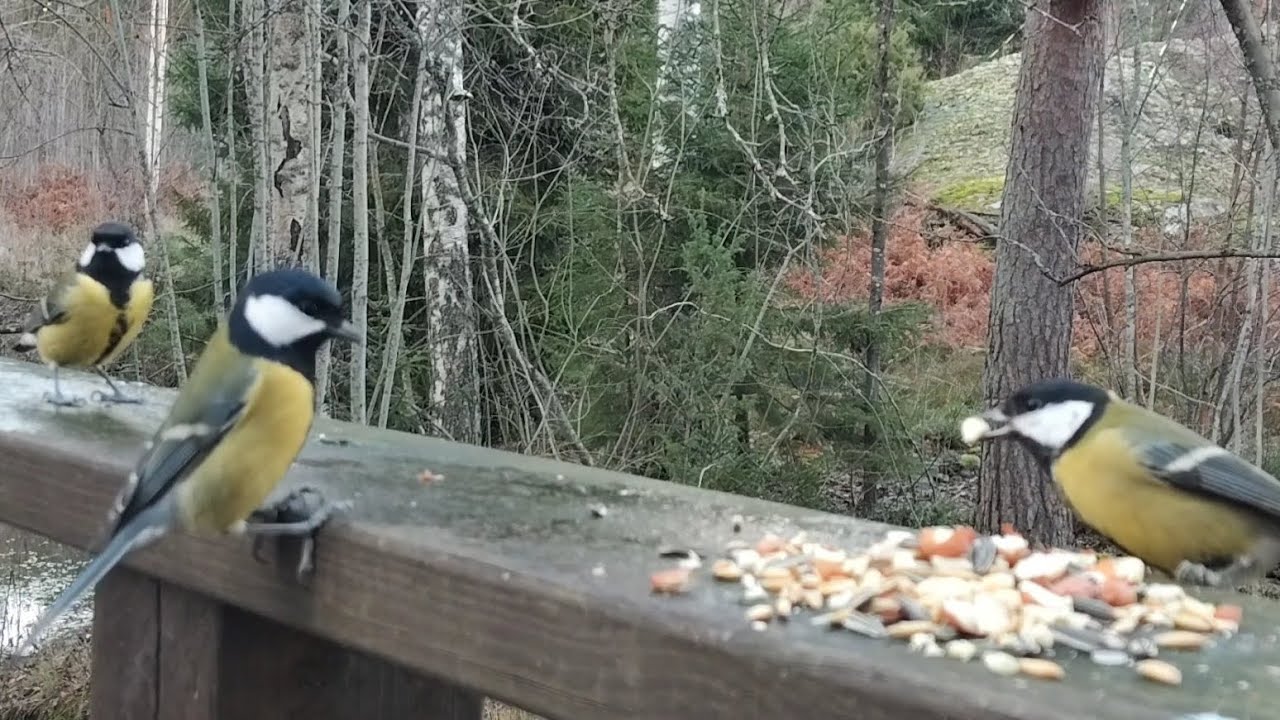 Great Tits, Blue Tits and a Eurasian Jay 