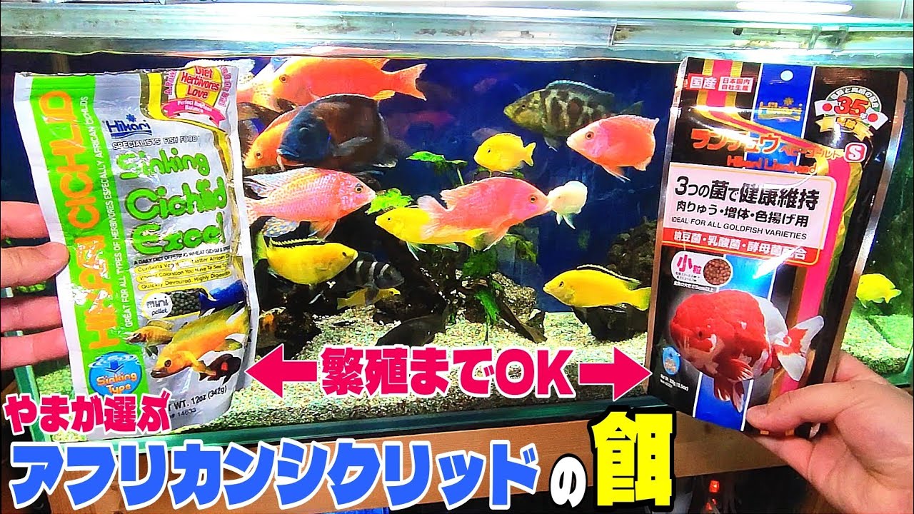 やまのおすすめ！アフリカンシクリッド用の人工飼料