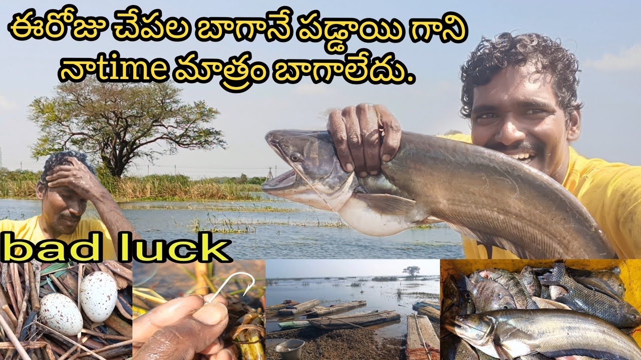 🎣రోజువారి నా చేపల వేట ఈరోజు ఇలా జరుగుతుందని అసలు అనుకోలేదు.(bad luck). natural Fishing video.