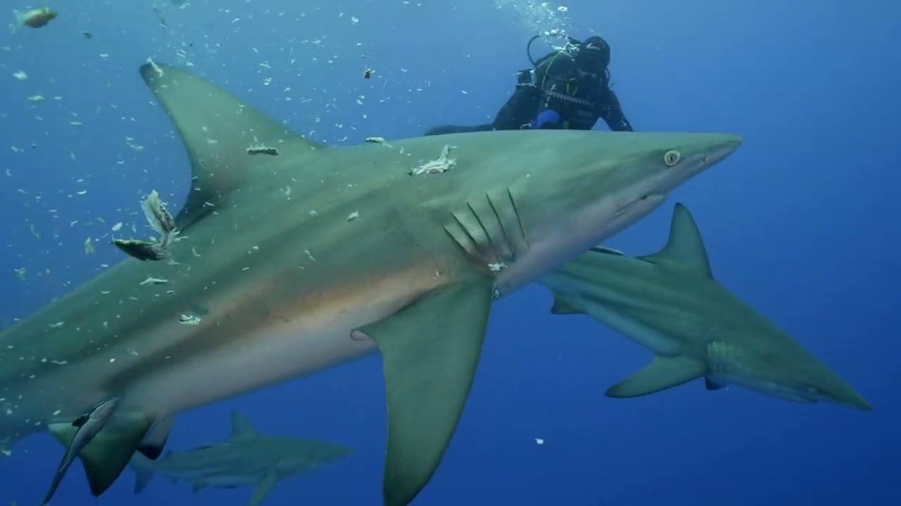 SOUTH AFRICA - SHARKS DIVING -BULL SHARKS