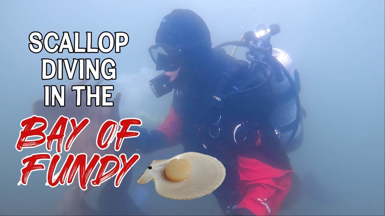 Scallop Diving in the Bay of Fundy | Catch and Cook