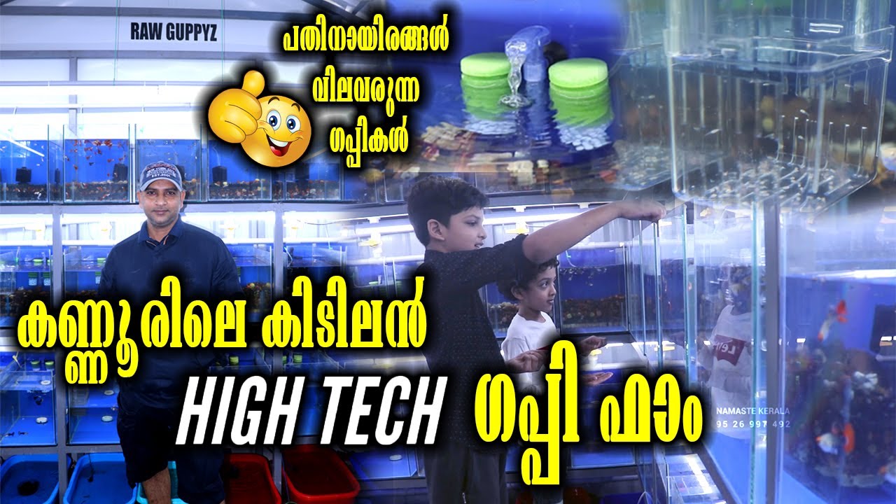 പതിനായിരങ്ങൾ വിലവരുന്ന ഗപ്പികളുടെ ശേഖരവുമായി കണ്ണൂരിലെ കിടിലൻ High Tech Guppy Farm RAW GUPPIES