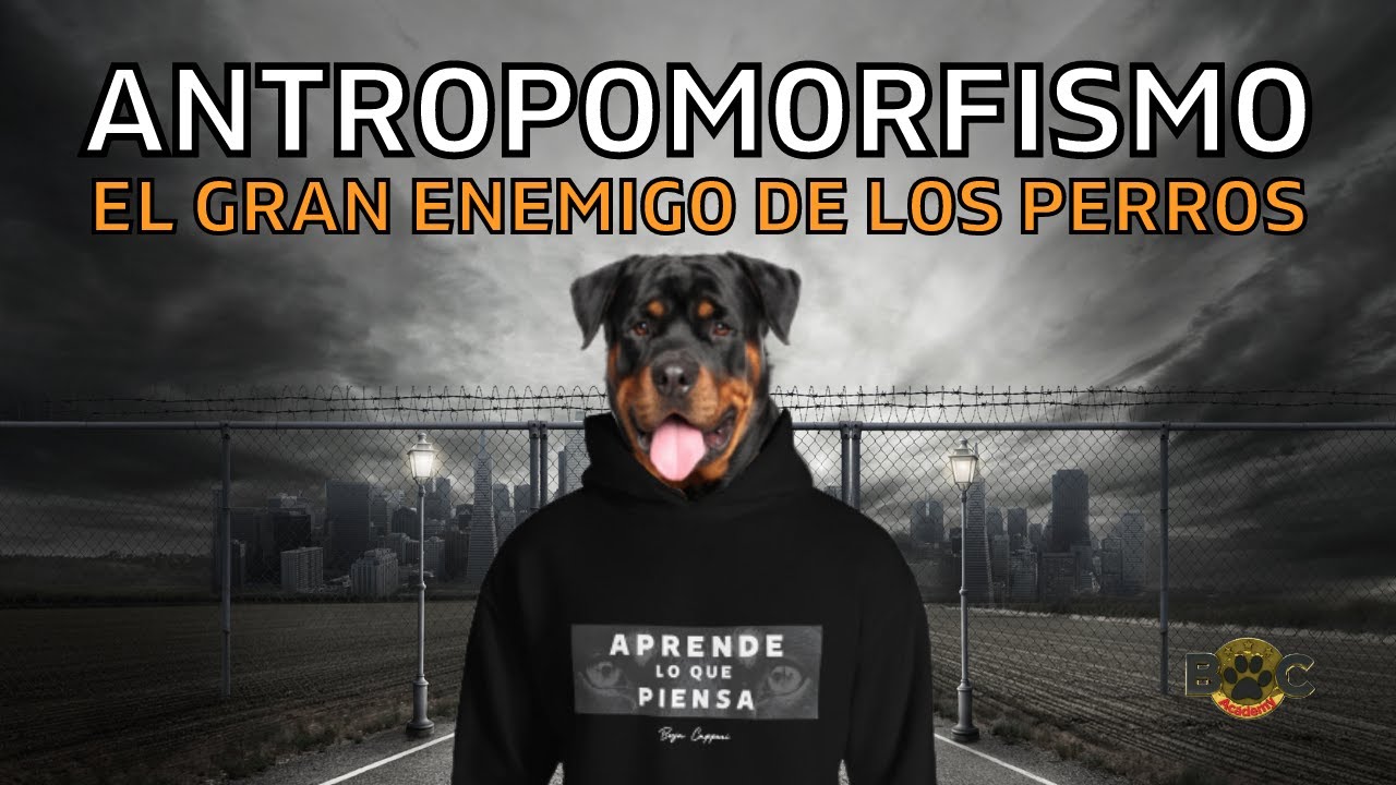 El antropomorfismo o lo que NO DEBES HACER al comunicarte con tu perro