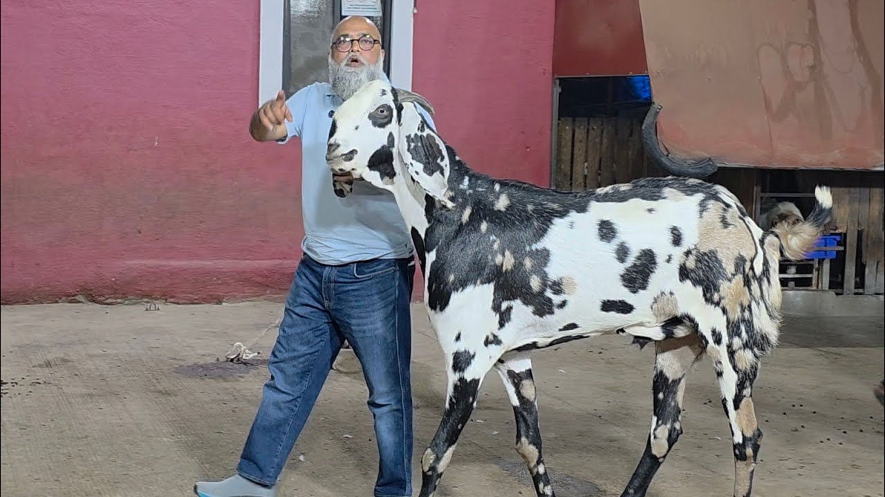 Khassi Palai Pe Nahi Aate Kaun Bola? | JD Pe  1000 Se Jaada Khassi Palta Hun | Khassi Saukh On Top.