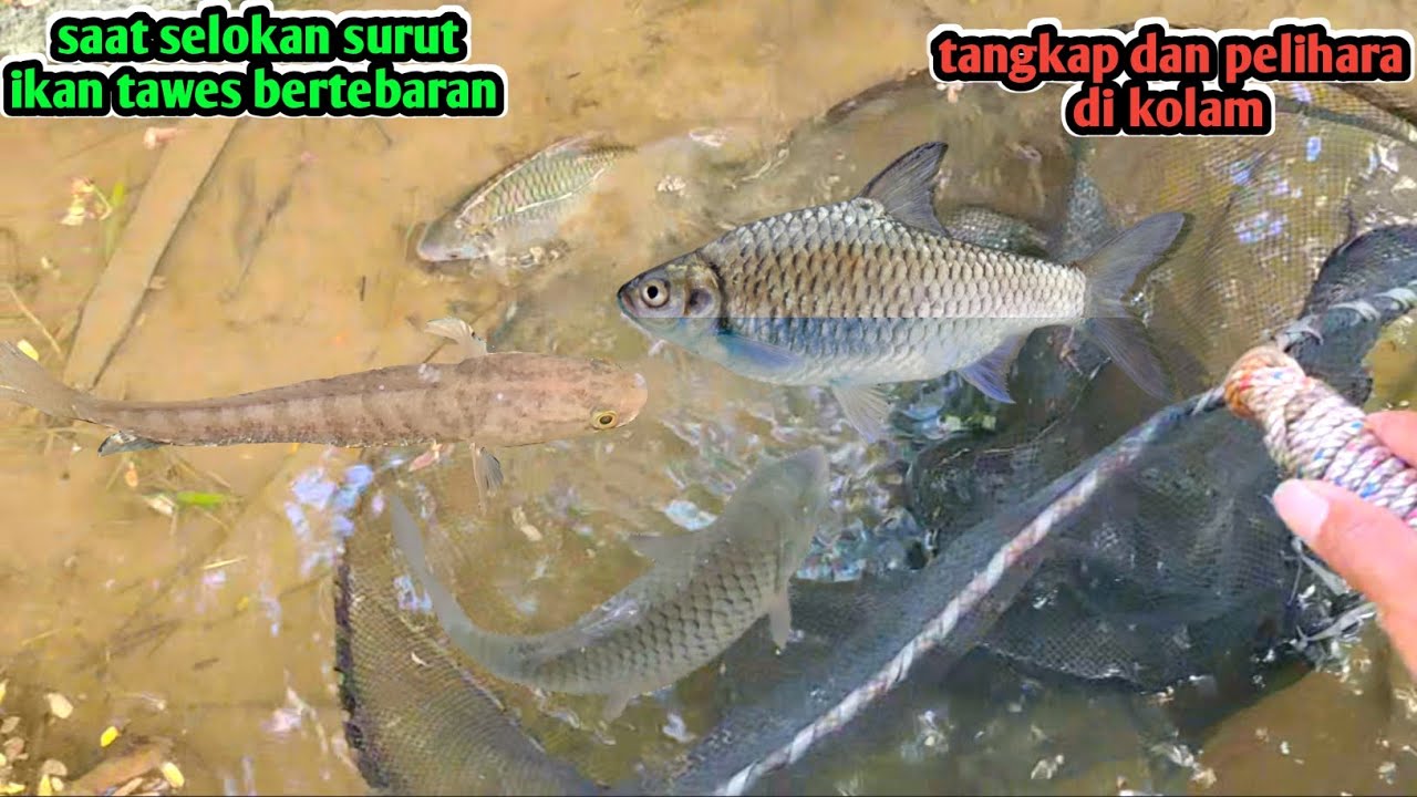 MENEMUKAN IKAN CHANNA SAWAH DAN TAWES SAAT SELOKAN IRIGASI SURUT
