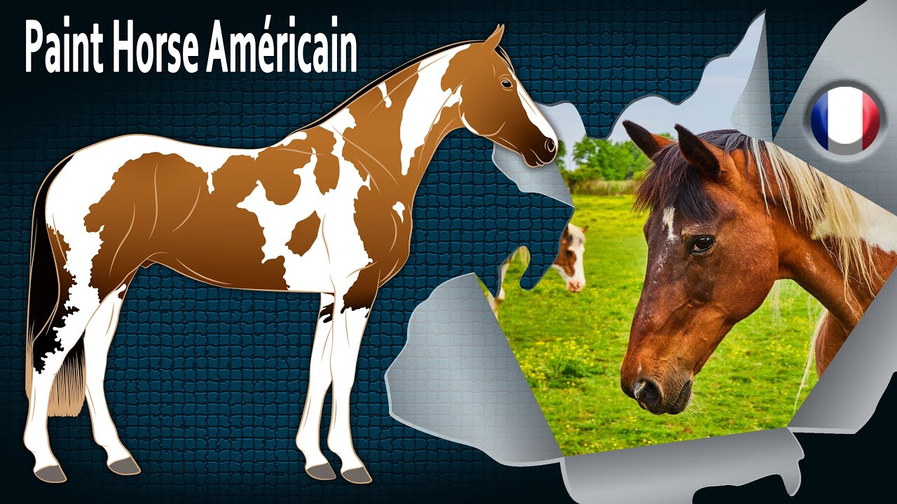 Paint Horse Américain, des chevaux reconnus partout grâce à leur pelage, Races de chevaux