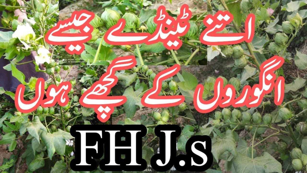 Ayube Research new cotton Variety  FH J.s اتنے ٹنڈے جیسے انگوروں کے گھچے لگے ہوں