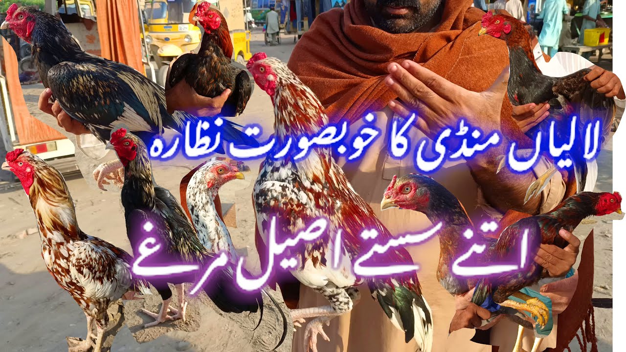 Laliya Mashoor Aseel Murga Mandi New Update Bohot Hi Piyare Or Nayab Or Khobsort Murga Murgiyan#vlog