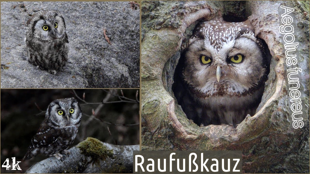 Raufußkäuze 2024, Aufnahmen zur Balz- und Brutzeit