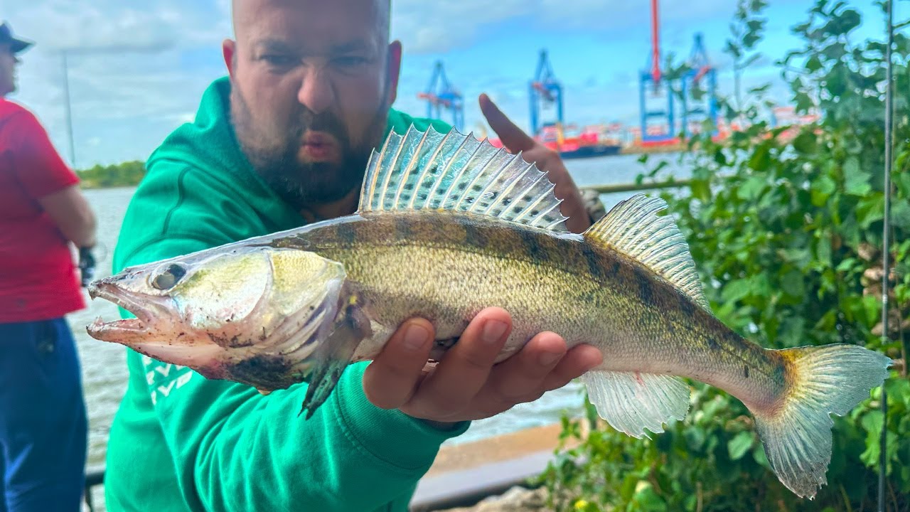 Szalone sandacze z Elby! 🎣 Hamburg, Niemcy 2025 | Odc. 1 z 3