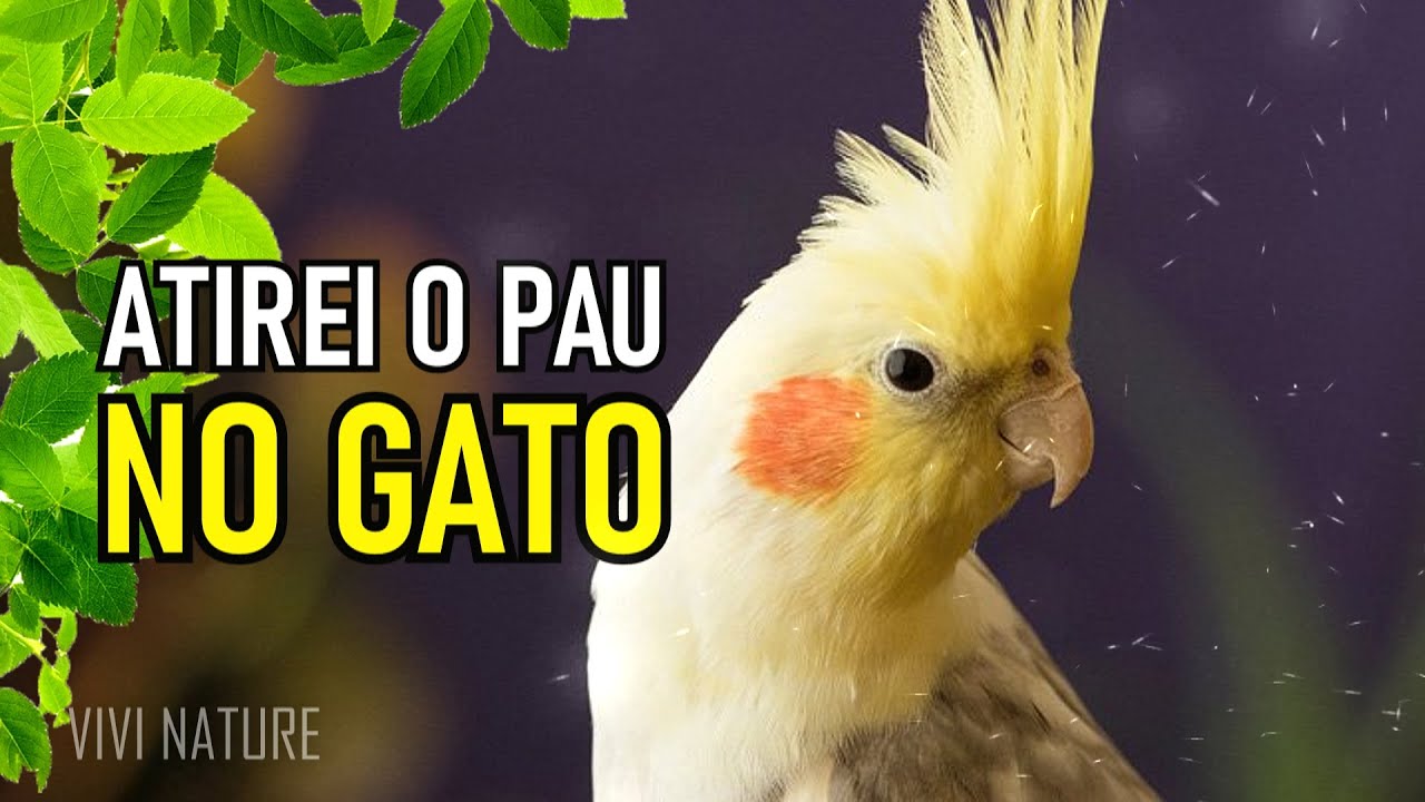 ASSOBIO DE CALOPSITA - ATIREI O PAU NO GATO ENSINAR