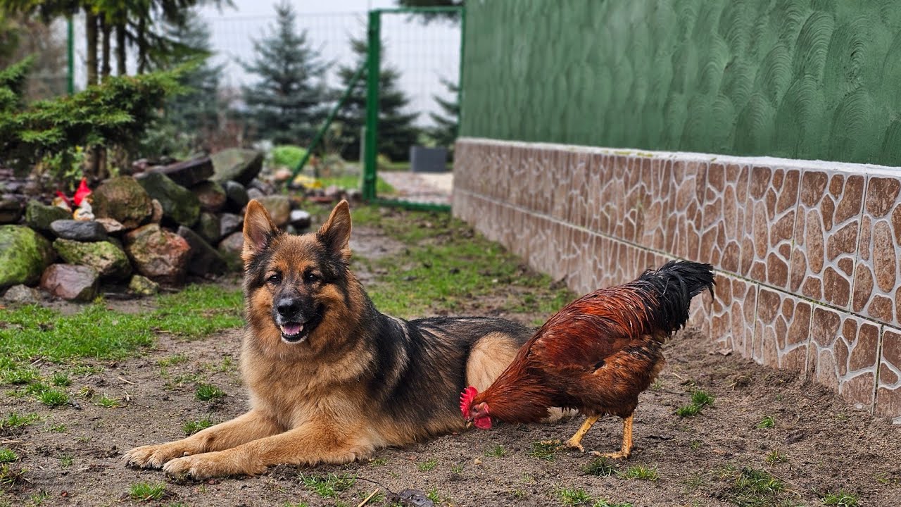 ARES - PIESEK KT&Oacute;REGO WSZYSCY KOCHAJĄ ❤️