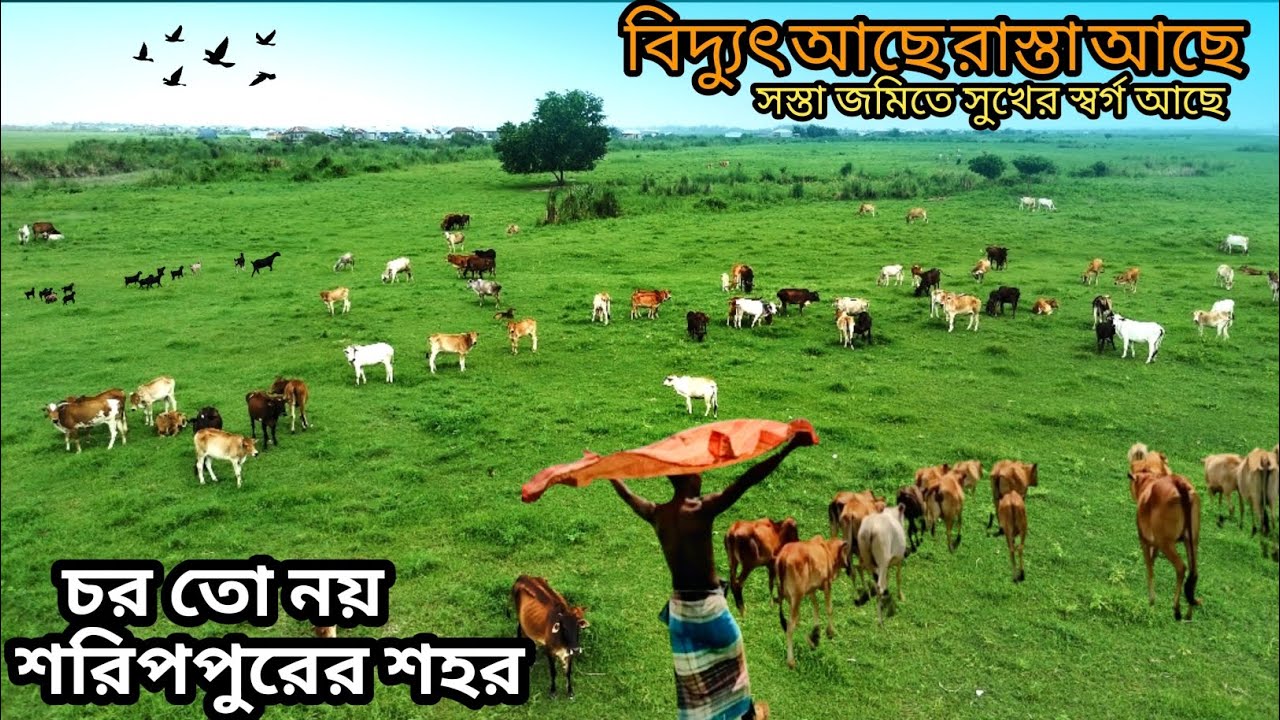 শরিপপুর চরের সস্তা জমিতে সুখের স্বর্গ বিদ্যুৎ আছে এবং রাস্তাও আছে || @Mati o Manush by Ratan ||
