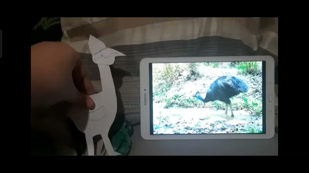 Meet the Animals 95: Cassowary