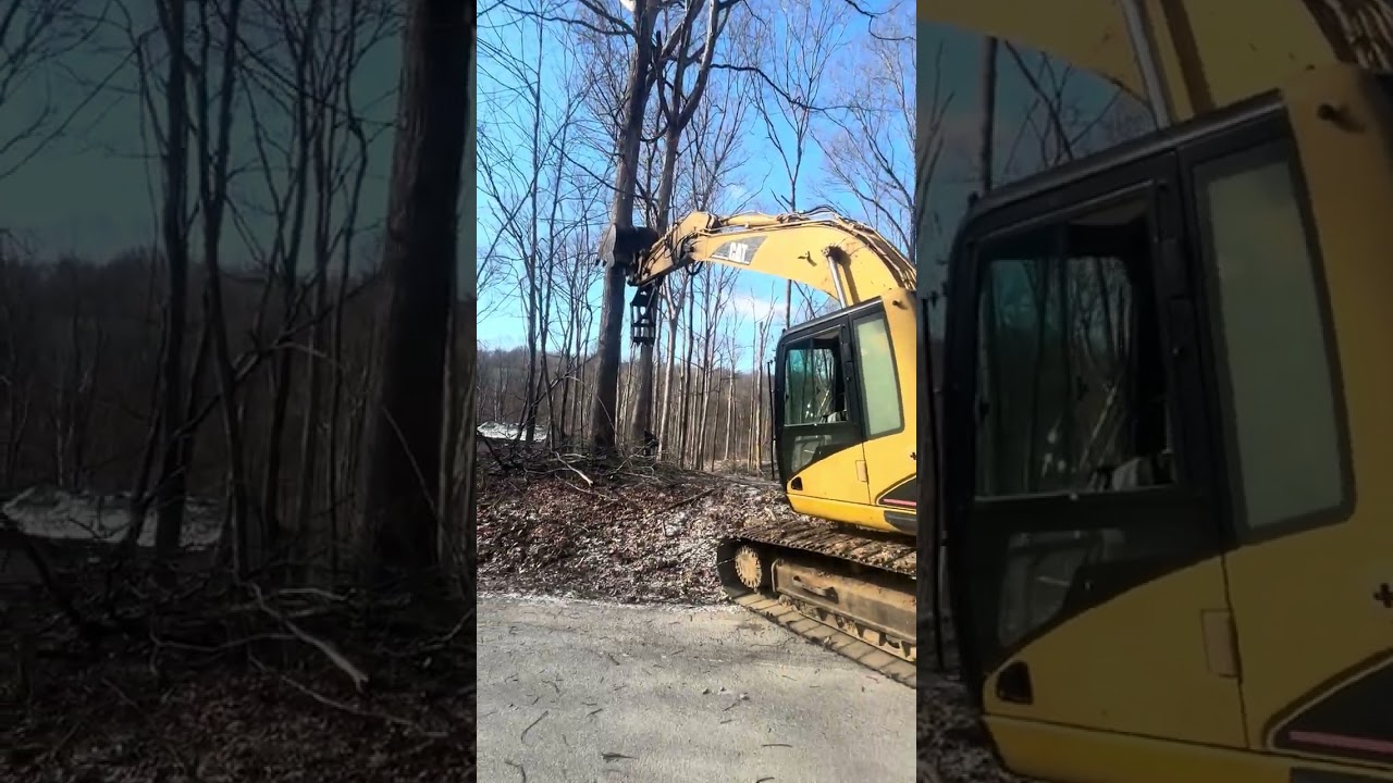 Logging white oak