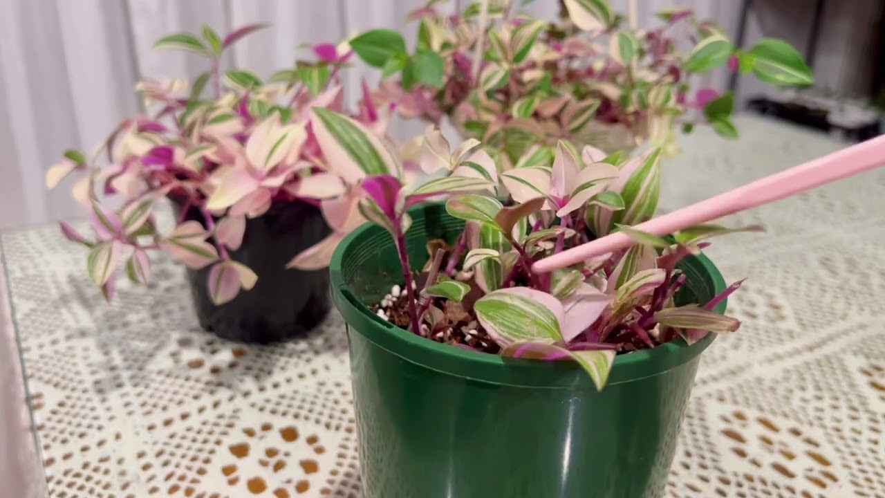 婚礼吊兰锦的基本养护（Tradescantia mundula variegata 'Tricolor'）