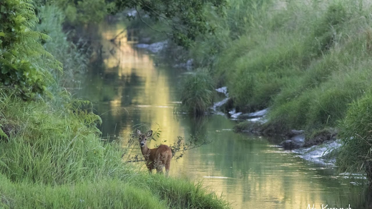 What Settings Do I Use For Wildlife Photography | Q+A