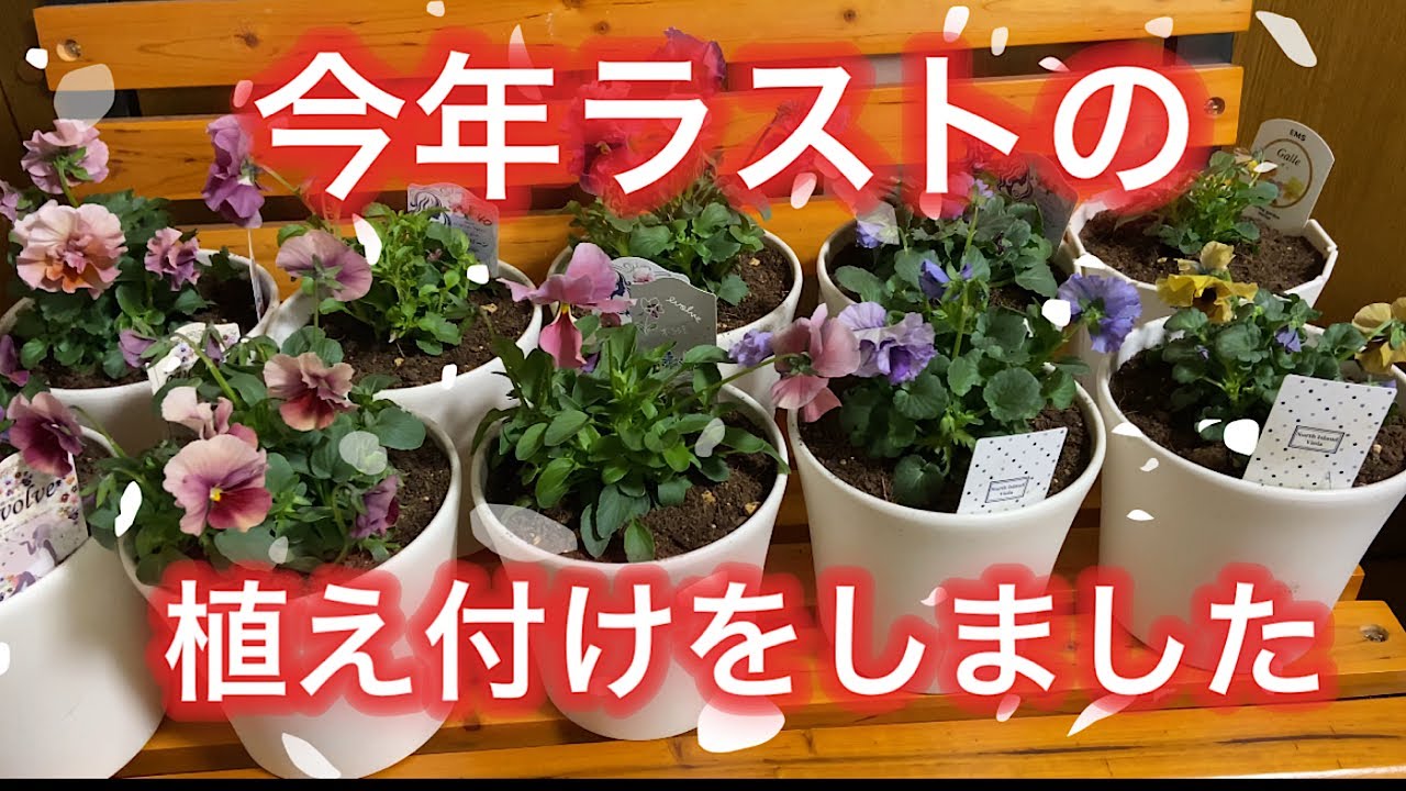 【今年ラスト植え付け】素晴らしいパンビオにただただ感動