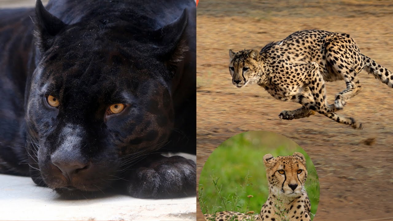 Quelle est la différence entre Panthère, Jaguar, Léopard et Guépard ?