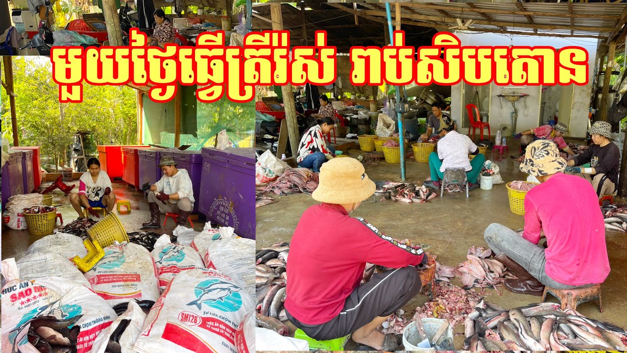 មួយថ្ងៃធ្វើត្រីរ៉ស់ រាប់សិបតោន