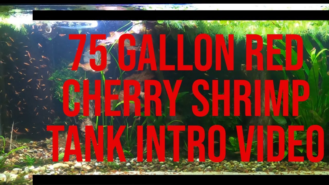 75 Gallon Red Cherry Shrimp tank introduction - PSA EP 01