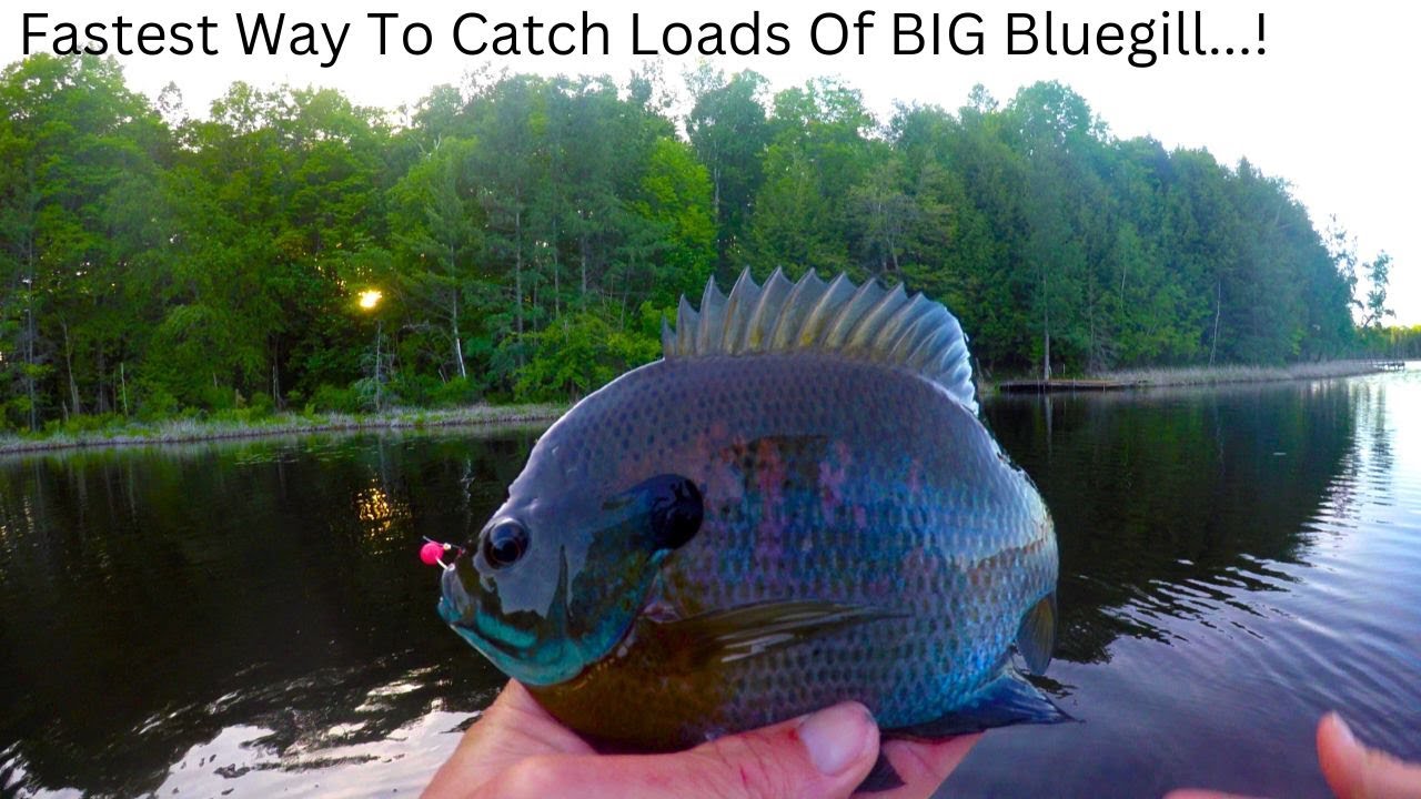 Bluegill Fishing Tips – Easiest Way To Catch loads of BIG Bluegill Fast…(Works Everywhere!)