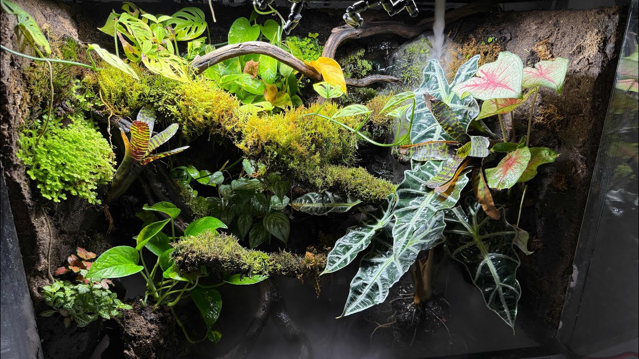 Viajé a ANIMALIA Guadalajara, y terminé HACIENDO UN TERRARIO Épico.